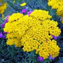 achillea_filipendulina_cloth_of_gold_.jpg