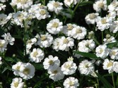 achillea_ptarmica.jpg