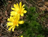 adonis_vernalis_1.jpg