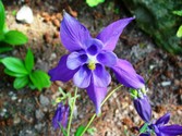 aquilegia_alpina_1.JPG