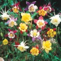 aquilegia_hybrida.jpg