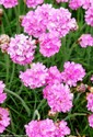 armeria_maritima.jpeg