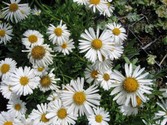 aster-alpinus-albus.jpg