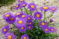 aster-alpinus-dunkle-schoene.jpg