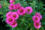 aster_dumosus_jenny.jpg