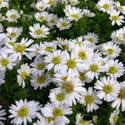 aster_dumosus_schneekissen.jpg