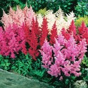 astilbe_arendsii_zmes.jpg