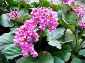 bergenia-cordifolia.jpg