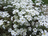 cerastium_biebersteinii_1.JPG