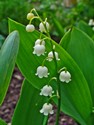 convallaria_majalis.JPG