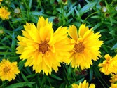 coreopsis_grandiflora_early_sunrise.jpg