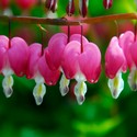 dicentra_spectabilis.jpg