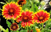 gaillardia_!cristata.jpg