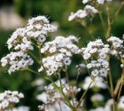 gypsophila_paniculata_1.jpg