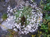 gypsophila_repens.jpg