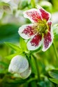 helleborus_hybridus_1.jpg