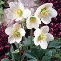 helleborus_niger_1.jpg