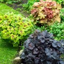 heuchera_zmes.jpg