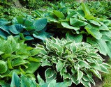 hosta-mix.jpg