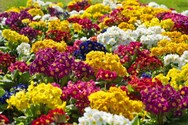 primula-elatior-crescendo-mix-1.jpg