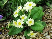 primula-vulgaris-1.jpg