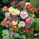 primula_auricula_zmes.jpg