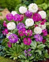 primula_denticulata_zmes.jpg