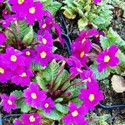 primula_pruhonicana_wanda.jpg