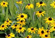 rudbeckia_speciosa.jpg