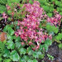 saxifraga.jpg