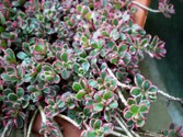 sedum-spurium-tricolor.jpg