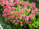 sedum_spectabile_1.jpg