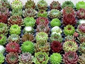 sempervivum_.jpg