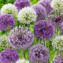 allium_.jpg