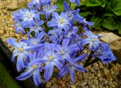 chionodoxa_gigantea.jpg