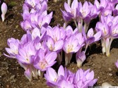 colchicum_.jpg