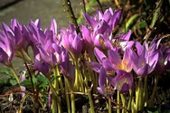 colchicum_autumnale.jpg