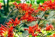 crocosmia-lucifer.jpg