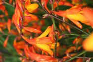 crocosmia_crocosmiiflora.jpg