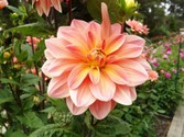 dahlia-pinnata-.jpg