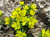 eranthis-hyemalis-.jpg