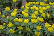 eranthis_hyemalis_.jpg