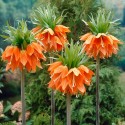 fritilaria_imperialis.jpg