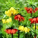 fritillaria_imperialis.jpg