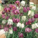 fritillaria_meleagris.jpg