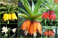 fritillaria_mix.jpg