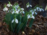 galanthus-elwesii.jpg