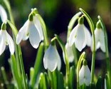 galanthus.jpg