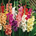 gladiolus-flower-.jpg