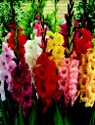 gladiolus-mix.jpg